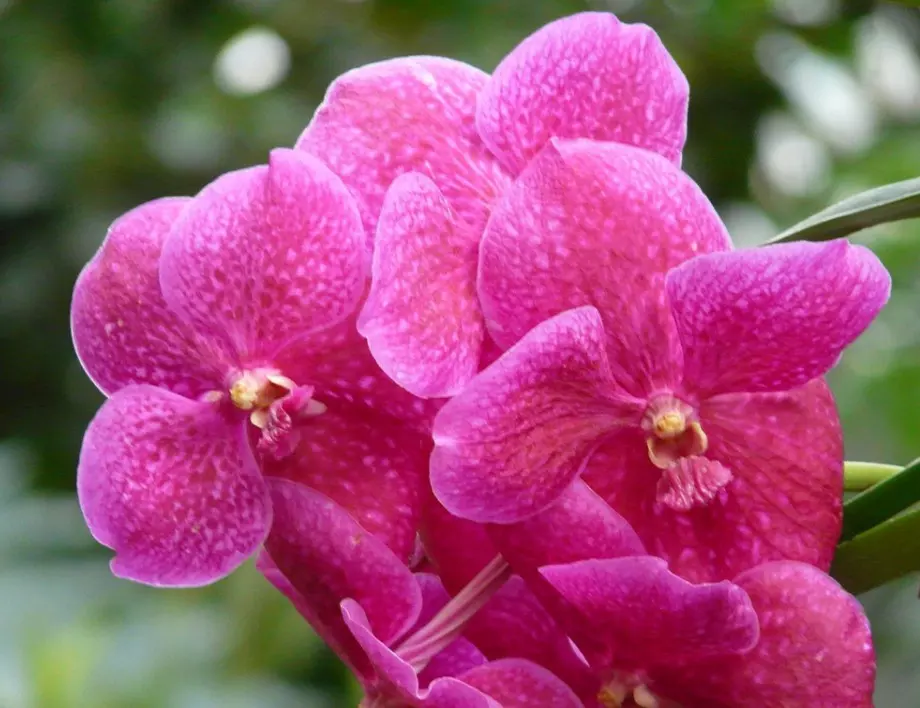 Защо опитните цветари топят орхидеята в зелев сок? Всеки, който отглежда цветето, трябва да знае ТОВА!