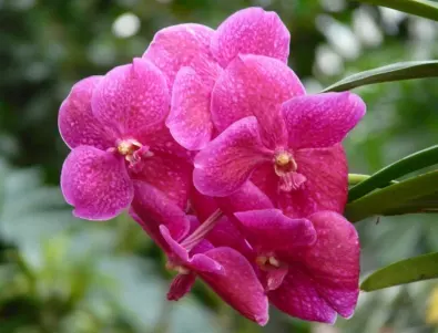 Ако обичате орхидеята, вие сте потайни, лилията е знак за независимост, вижте останалите