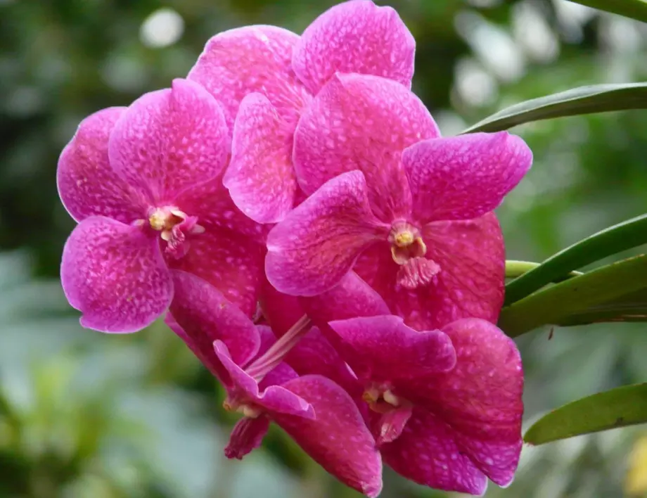 Знаете ли защо цветарите държат орхидеите си в банята?
