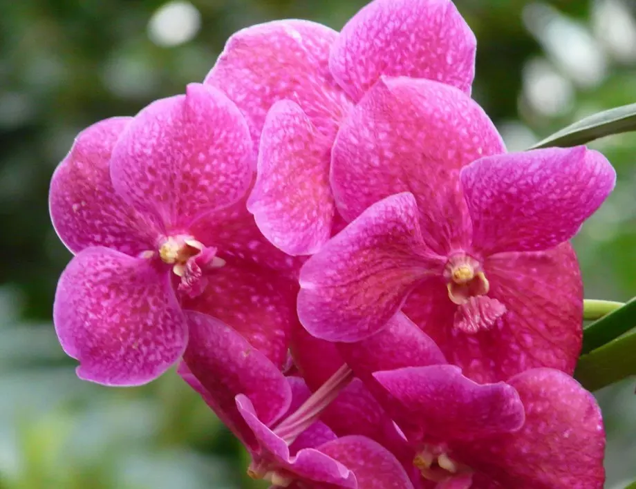Орхидеята ще цъфти дори през зимата, ако направите това