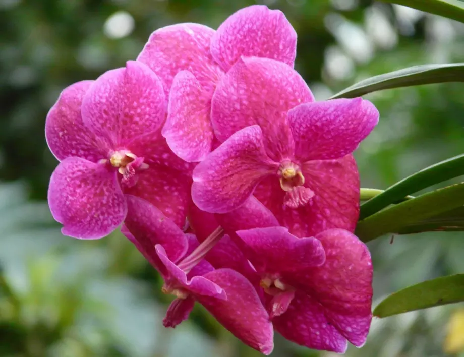 Защо падат цветовете на орхидеята – ето каква е най-честата причина