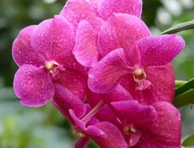 Хитрият трик, с който орхидеята ще цъфти по-дълго