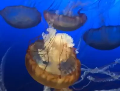 Как свойствата на безсмъртните медузи могат да се приложат върху хората?