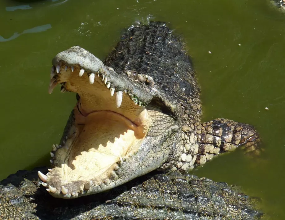 Крокодил се нахранил с динозавър преди 95 млн. години