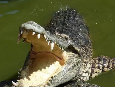 Защо кмет се ожени за крокодил в Мексико? (ВИДЕО)