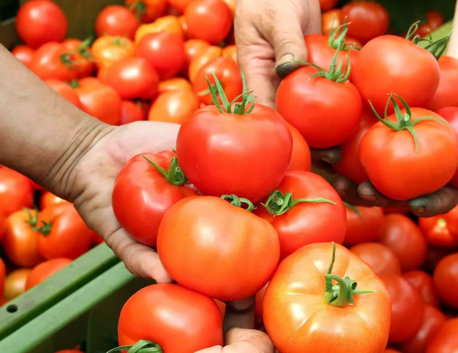 Ако искате двойно по-богата реколта от домати, пръскайте ги с това
