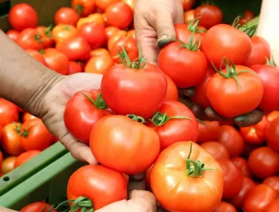 Зеленчукът, който НИКОГА да не засаждаме до доматите 