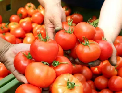 Как правилно да колтучите доматите и защо е важно да го правите навреме?