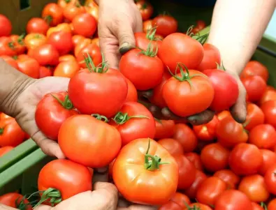 Поливайте доматите си ТАКА и реколтата ви ще бъде по-богата от всякога
