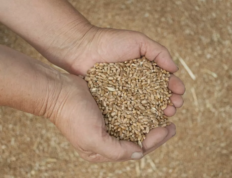 Обещаните от правителството 1 млрд. лева за зърно още не са преведени