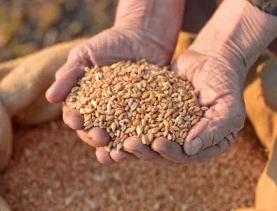 Зам.-министър на земеделието: Държавният резерв на зърното беше саботиран