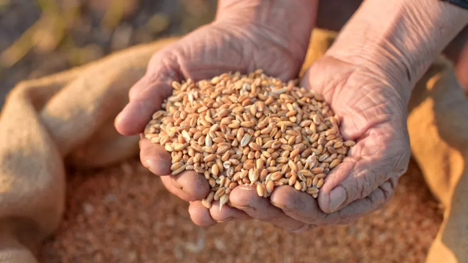 Украйна: Русия е откраднала над 650 хил. тона украинско зърно. Киев обяви кои са заподозрените в съучастие украинци