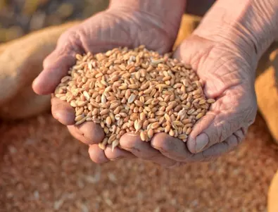 Русия временно забрани износа на твърда пшеница