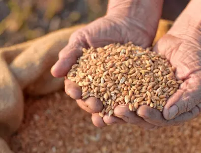 Какви държавни пари ще получат зърнопроизводителите: Разбивка