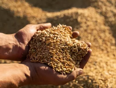 Кои са най-употребяваните зърнени култури в България?