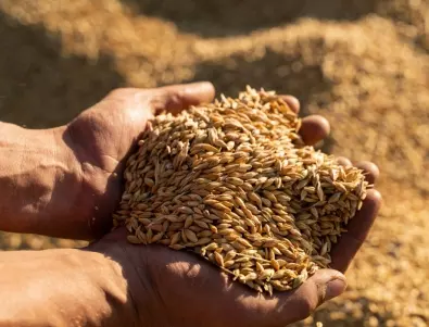 Няма опасност от зърнена криза, увери земеделският министър