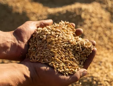 СТО: Световната продоволствена криза ще продължи години