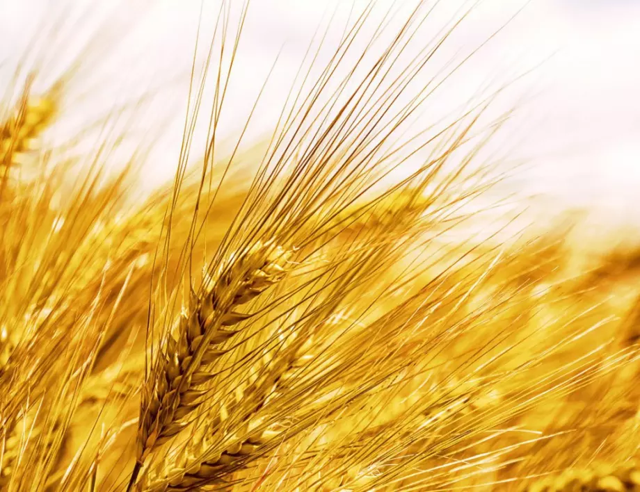 Каква е разликата между ечемик и пшеница?