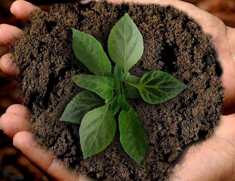 Ето как вашето растение да расте по-бързо само с 1 съставка