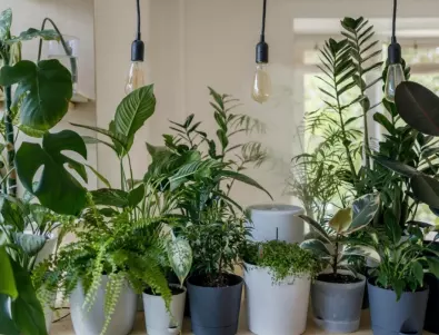 Растения, които пазят дома от лоша енергия