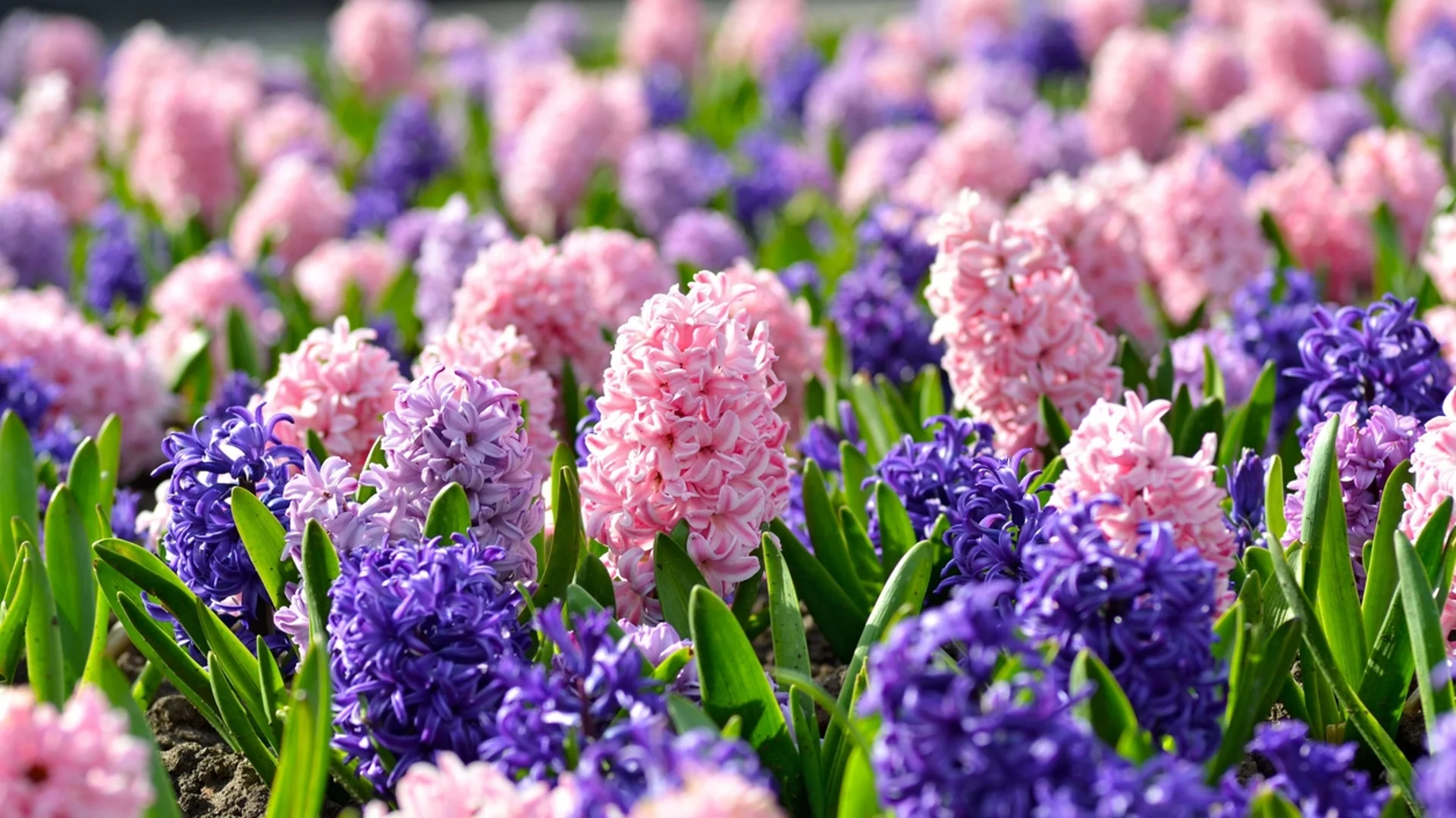 Прогноза за времето - 8 март 2024 г. (петък)