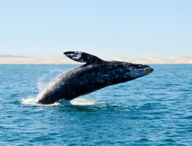 Сив кит понесе лодка с туристи (ВИДЕО)