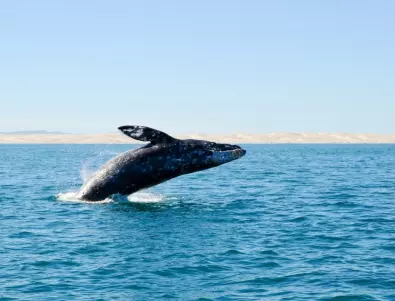 Петима загинаха в Нова Зеландия след сблъсък на лодка с кит