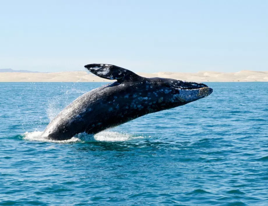 Мистериозният кит, заподозрян, че е руски шпионин, сега се появи край бреговете на Швеция 