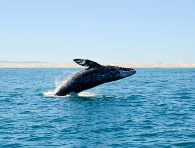 Подписана е първата международна конвенция, ограничаваща лова на китове