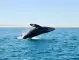 Подписана е първата международна конвенция, ограничаваща лова на китове