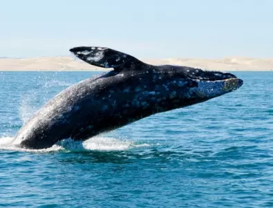 По чудо оцелял: Гърбат кит подгони сърфист (ВИДЕО)