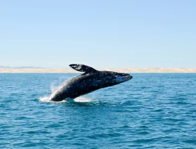 Горещи вълни удрят гърбатите китове в северната част на Тихия океан (ВИДЕО)