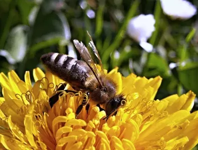 Кои са най-добрите природни средства след ухапване от пчела?