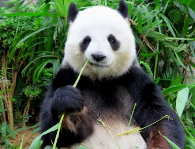 Знаете ли единствено с какво се храни пандата?