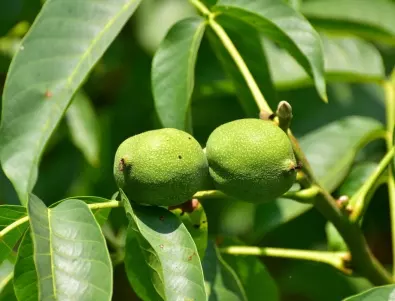 От ядка до дърво: Как да засадим орех в чашка?