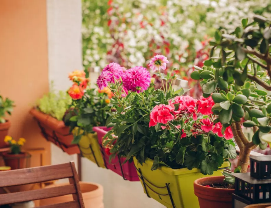 5 стъпки при изнасяне на цветята на балкона