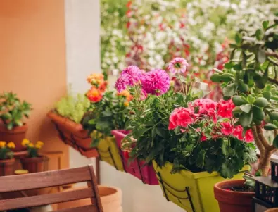 Капризи и правила при отглеждането на балконски цветя
