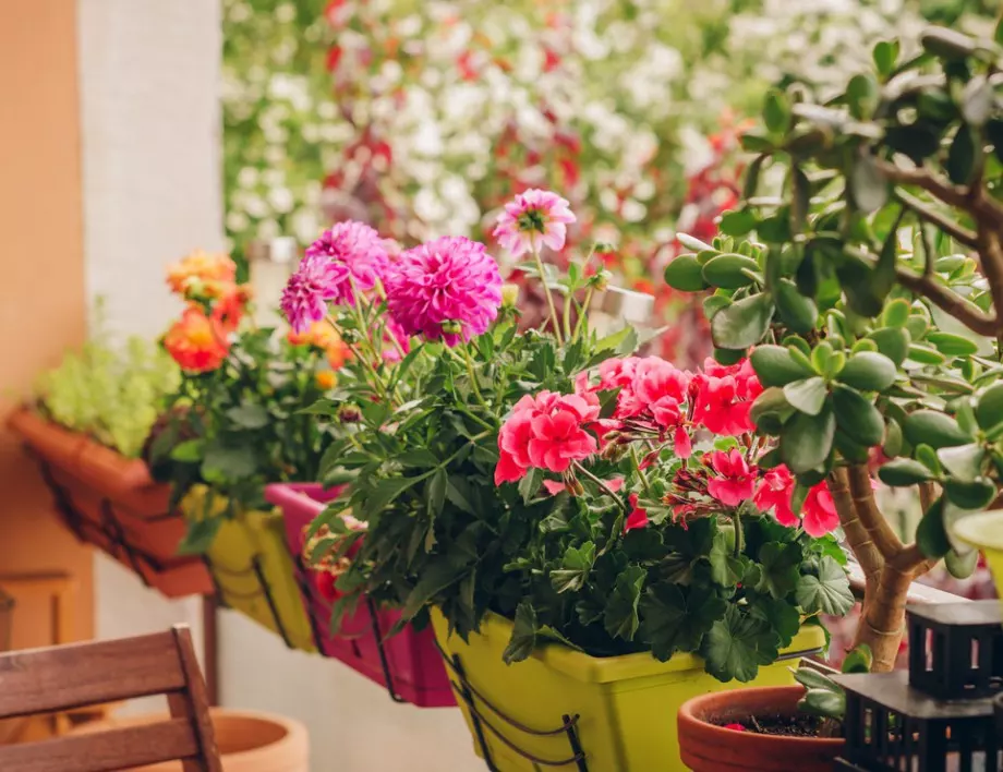 Цветята, които почти всеки има в дома си, но те вредят на здравето