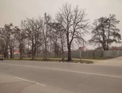 Община Асеновград санкционира бизнесмена, отрязал дървета в гаровата градинка
