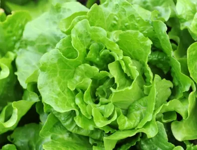 Най-лесните зелени салати, които да отгледате в градината си 