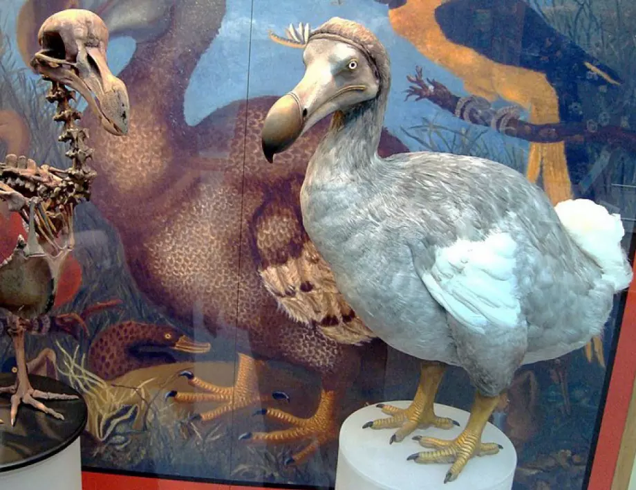Първа крачка към "възкресението": Учени секвенираха генома на птицата додо
