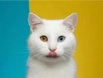 Котка с различни очи