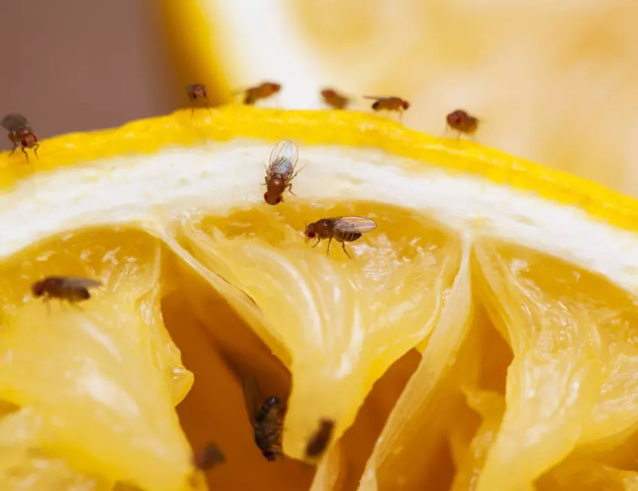 Плодовите мушици: Как да се отървем бързо от досадните насекоми