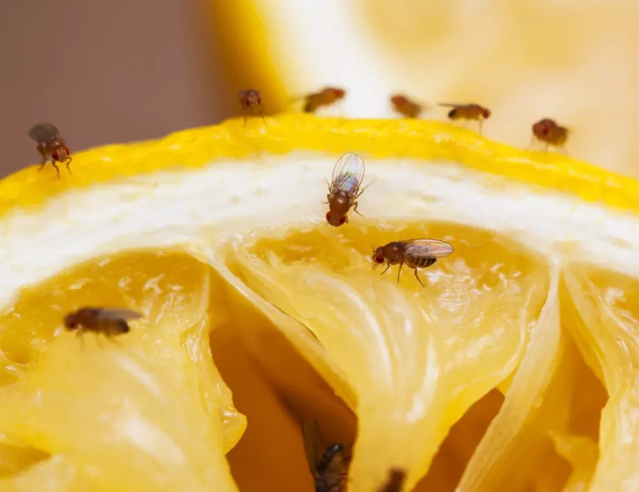 Как да се отървете от мушици в кухнята: Народни средства, които наистина работят