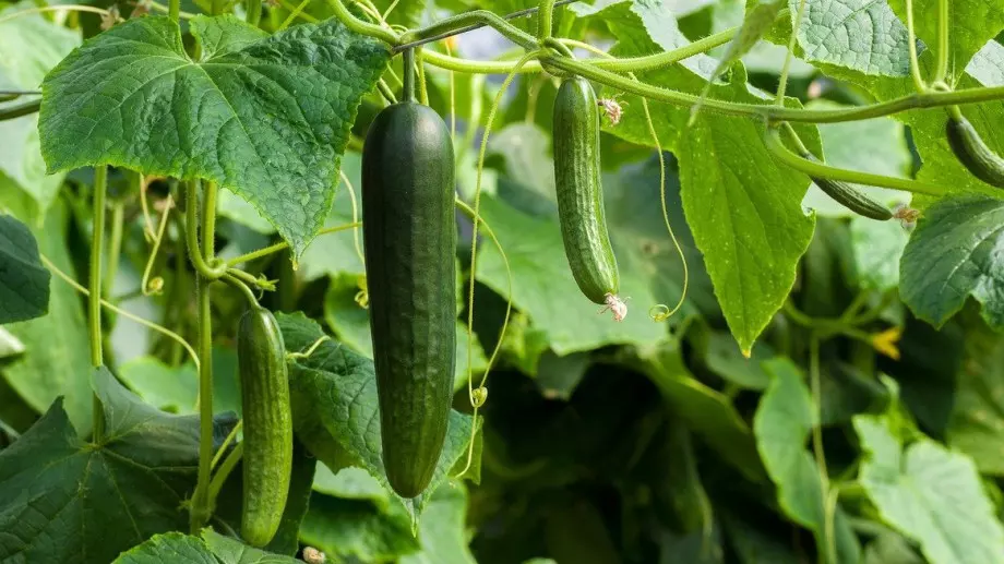 Грижа за краставиците през юли, за да имате богата реколта