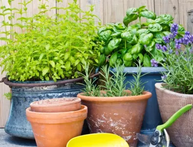 Отглеждане на билки в саксия: Насладете се на свежите аромати у дома