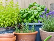 Лесни за отглеждане БИЛКИ за вашата билкова градина