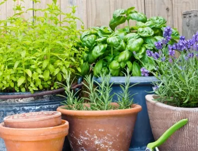 Билкова градина у дома: Открийте колко е лесно!