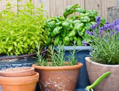 Стартиране на билкова градина: Ето какво трябва да знаете
