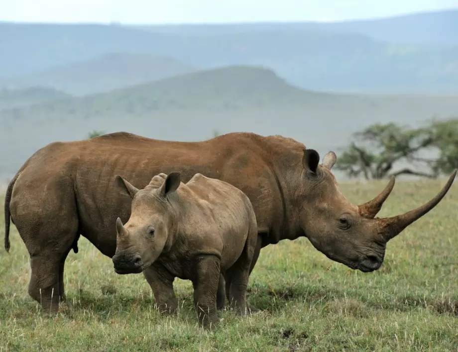 Пуснаха специални облигации, чиято доходност зависи от популацията на носорози в Африка